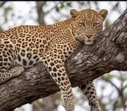 Leopard resting on a tree branch at Sable Hills Eco Estate, Waterberg