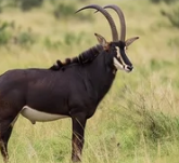 Sable antelope standing in the bushveld at Sable Hills Eco Estate