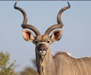Kudu bull with spiral horns in the bushveld at Sable Hills Eco Estate