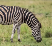 Zebra grazing on the grasslands of Sable Hills Eco Estate, Waterberg