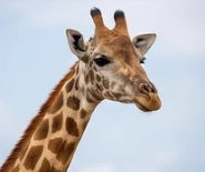Giraffe against a blue sky at Sable Hills Eco Estate, Waterberg